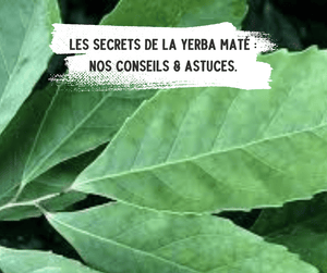 Les Secrets de la Yerba Maté: Nos Conseils & Astuces.