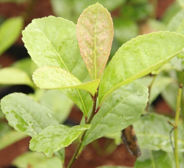 Fruto Mate Mimate - Origin of our mate– Mimaté